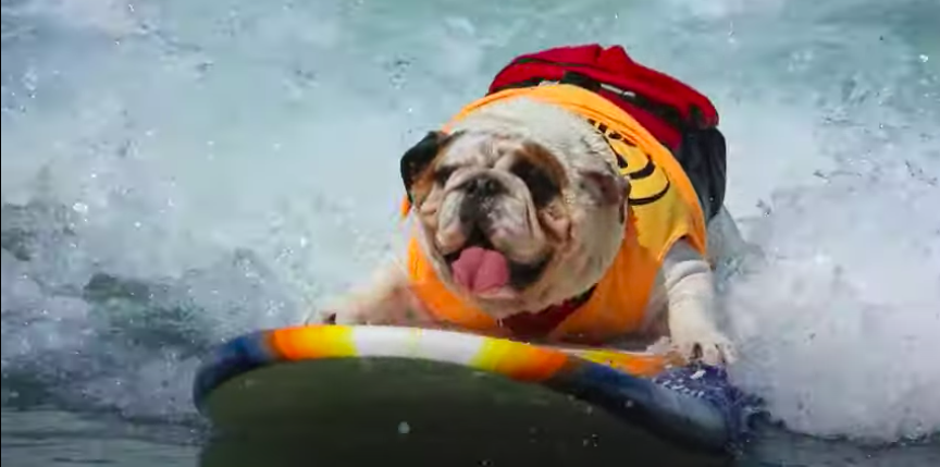Here’s A Bunch Of Surfing Dogs That Are Having A Better Summer Than You