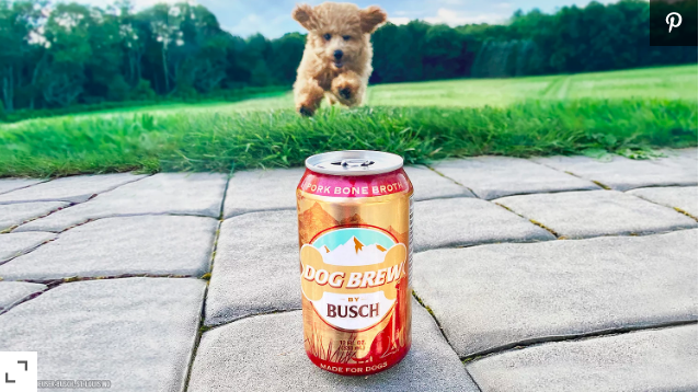 Dogs Can Now Party With Their Owners Too Thanks To Busch’s New Dog Brew
