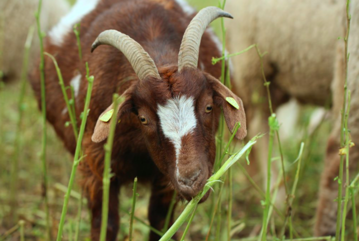 Goats Have Been “Hired” To Prevent California Wildfires By Eating Grass