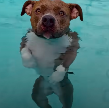 10 Best Videos To Make You Smile This National Dog Day