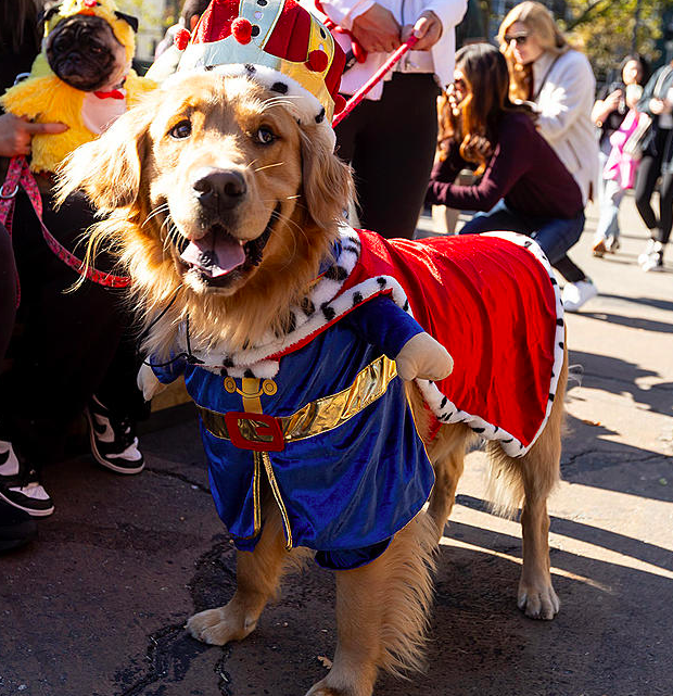 20 Dogs In Halloween Costumes At NYC’s Tompkins Square Dog Parade