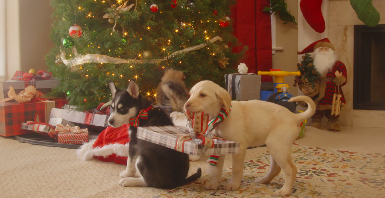 10 Last Minute Christmas Gift Ideas For Your Dog