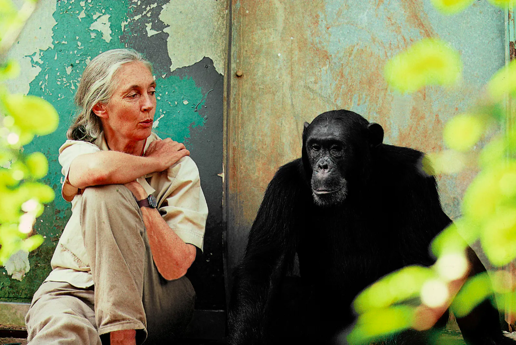 A Series Inspired By Jane Goodall Is Coming To Apple TV+