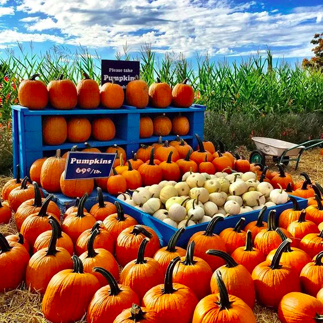 Pumpkin Has So Many Health And Beauty Benefits